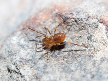 Media type: image; Invertebrate Zoology 152657   Description: live specimen;